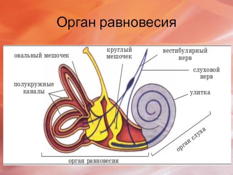 Вестибулярный анализатор мышечное чувство осязание 8 класс презентация