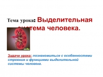 Презентация по биологии для 8 класса на тему  Выделительная система человека