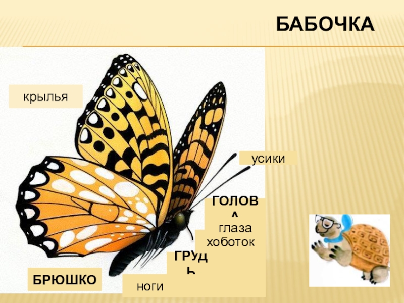 Кто такие насекомые конспект урока с презентацией 1 класс школа россии