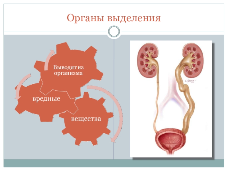 Выделительные органы. Охарактеризуйте выделительные процессы в организме человека.. Последовательность выделительной системы человека. Связь органов выделения с органами человека. Характеристика выделительной системы человека.