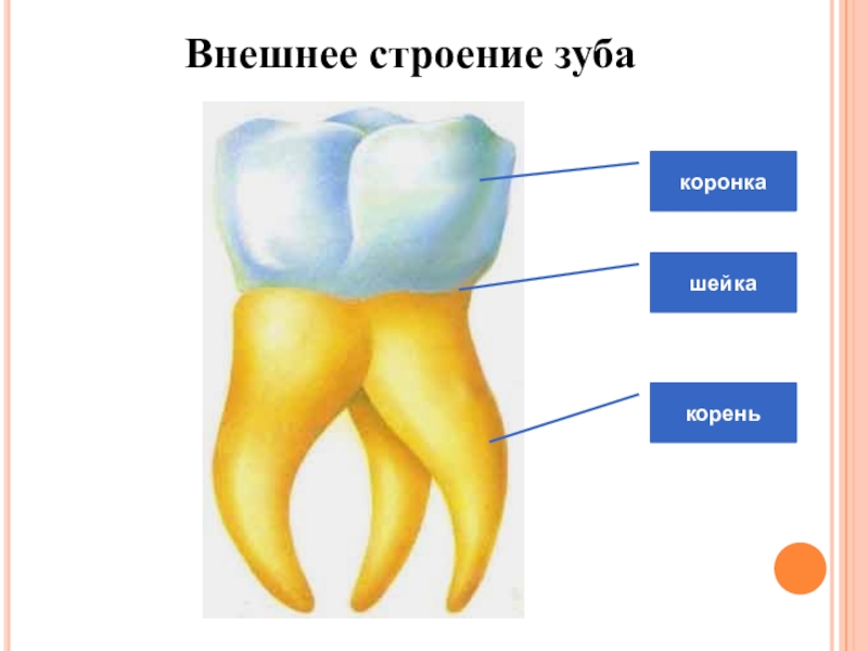Какую функцию выполняет шейка зуба