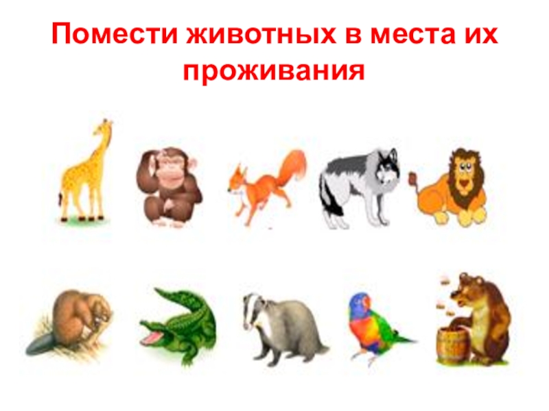 группы дорожных знаков. помести форум. пдд пазл помести картинку в нужное окно. предметы для ухода за животными живого уголка 1 класс окружающий. азбука пешехода.