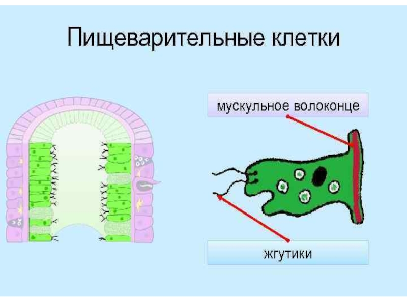 Типы клеток гидры