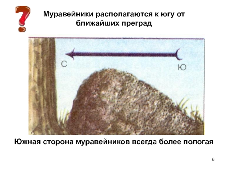 Как ориентироваться по муравейнику. Ориентирование по муравейнику. Муравейник с Южной стороны. Ориентация на местности по муравейнику. Муравейник ориентирование на местности.