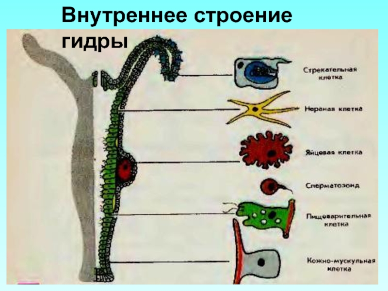 Клетки тела гидры. Строение гидры Кишечнополостные. Клеточное строение гидры пресноводной. Энтодерма пресноводной гидры. Внутреннее строение гидры пресноводной.