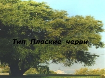 Презентация по биологии Тип плоские черви