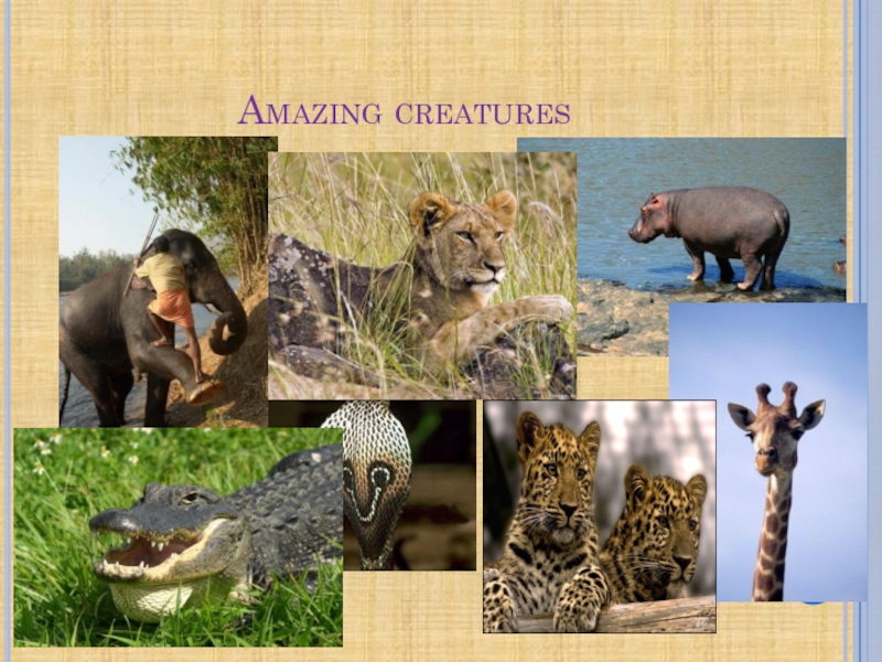 Amazing creatures 5. Amazing creatures 5 класс. Amazing creatures 5 класс Spotlight. Amazing creatures 5 класс Spotlight презентация. Spotlight 5 amazing creatures.