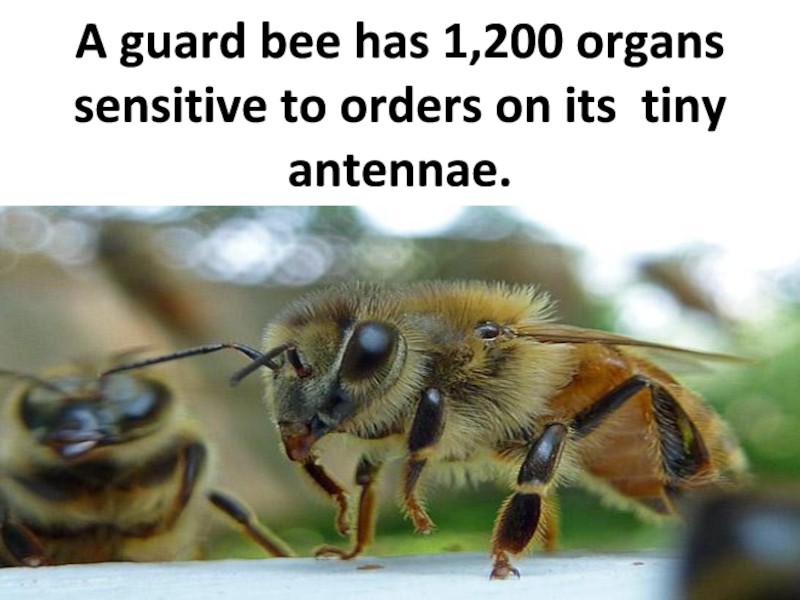 A guard bee has 1,200 organs sensitive to orders on its tiny antennae.