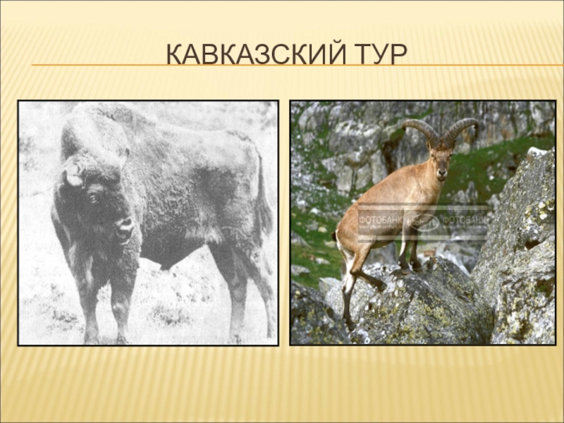 Охрана животных 3 класс. Кавказский тур презентация. Тур кавказский животное сообщение. Тур из красной книги. Проект охрана животных.