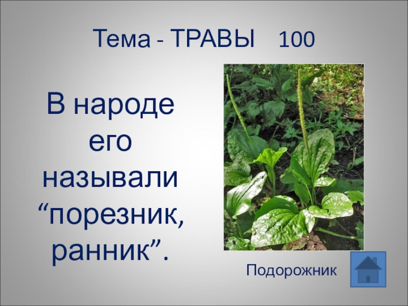 Как в народе называют. Порезник это подорожник. Порезник ранник. Ранник растение в народе. Какое растение называется в народе порезник, ранник.