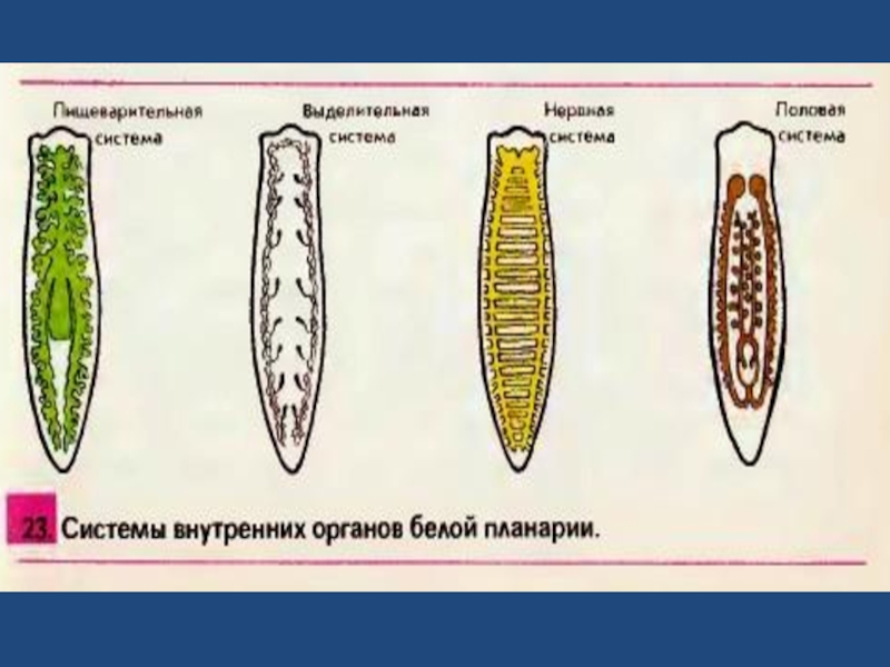 Пищеварительная система планарии рисунок