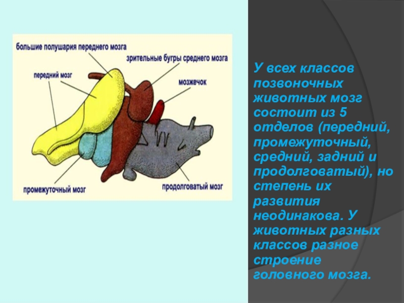 Нервная система позвоночных животных презентация