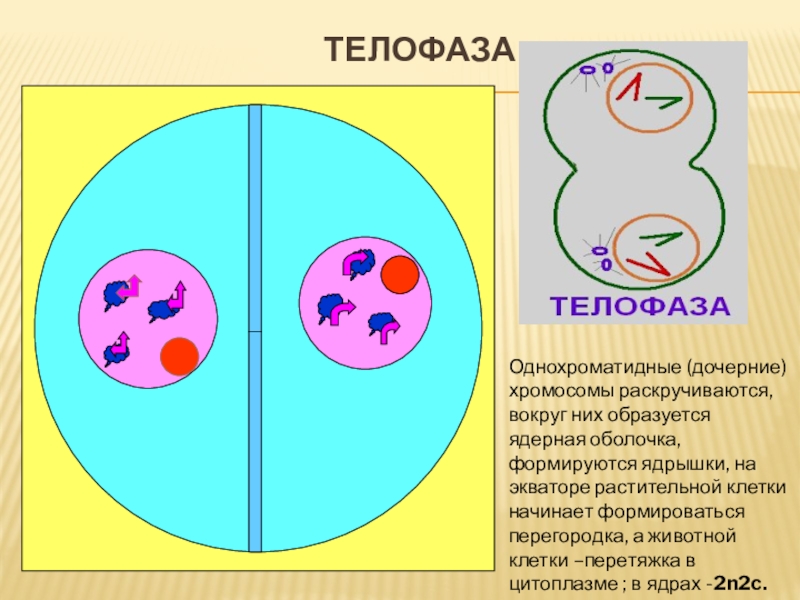 Телофаза 2 хромосомы