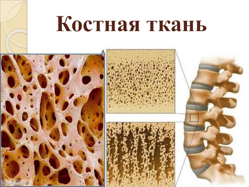 Костная ткань под микроскопом рисунок