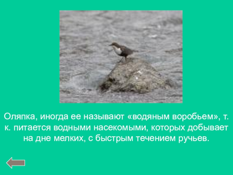 Как иначе называется и каким. Водяной Воробей оляпка. Оляпка описание. Оляпка интересные факты. Строение Оляпки.