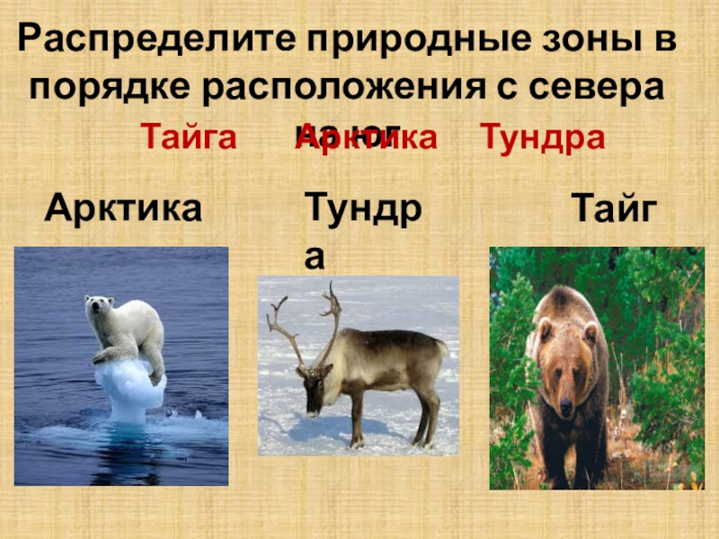 Природные зоны по порядку с севера. Природные зоны России с севера на Юг. Окружающий мир с севера на Юг. С севера на Юг окружающий мир 4 класс. Природные зоны с севера на Юг 4 класс.