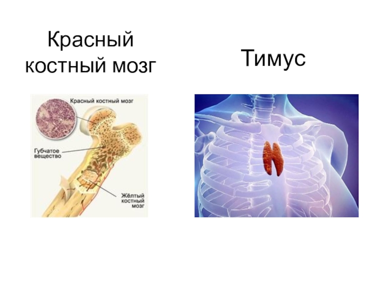 Костный мозг нервная система. Костный мозг иммунная система. Красный костный мозг иммунная система. Красный костный мозг и тимус.