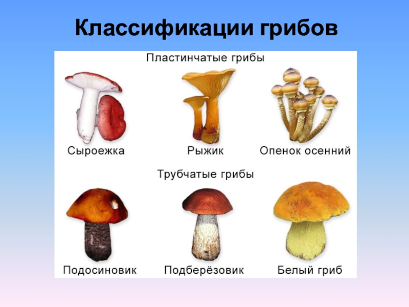 Сколько классов грибов. Классификация грибов. Виды грибов классификация. Классификация грибов схема. Грибы систематика.