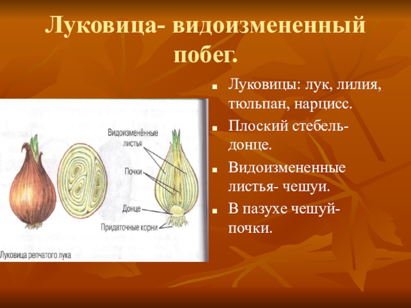 Стебель луковицы. Донце видоизмененный стебель луковицы. Луковица лука - видоизмененный побег. Луковица тюльпана это видоизмененный побег. Видоизмененные побеги луковицы лука.