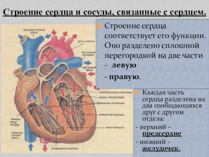 Поделим сердце