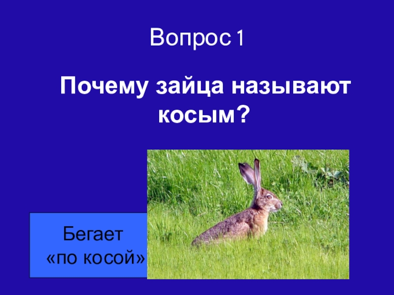 Почему зайца называют косой полный ответ для ребенка 7 лет