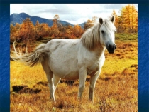 Презентация к открытому занятию ДЬОЬОГОЙ -СЫЛГЫ АТ О5ОТО