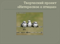 Презентация для внеклассной работы  интересное о птицах