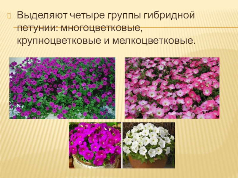 Выделяют четыре группы гибридной петунии: многоцветковые, крупноцветковые и мелкоцветковые.