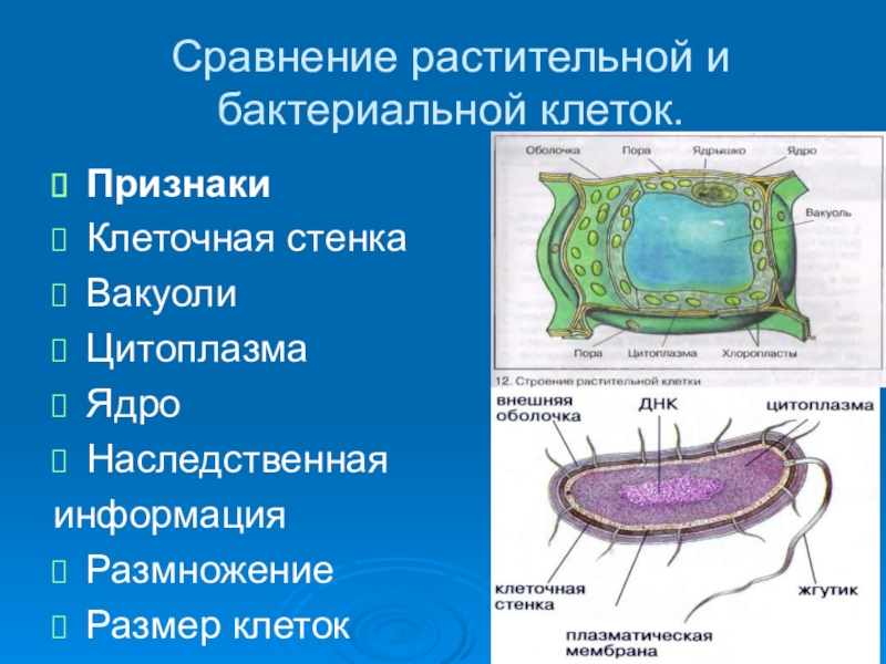 Сравнение клеток и бактерий