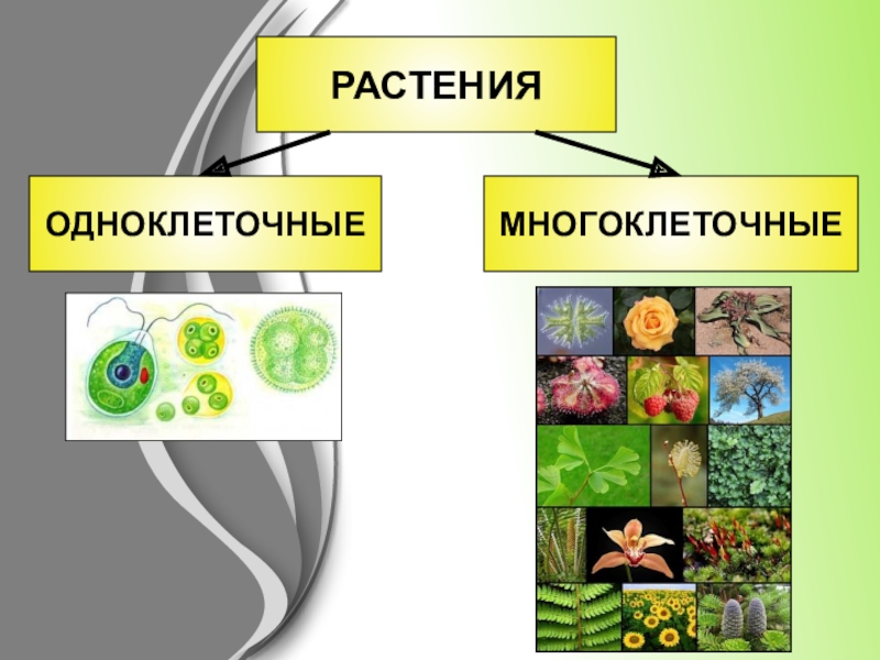 Изображение растения биология 5 класс