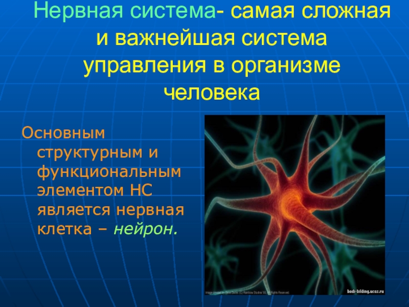 Системы самое. Самая сложная нервная система. Система управления организма. Нервная система простейших. Наиболее простая нервная система самая сложная.