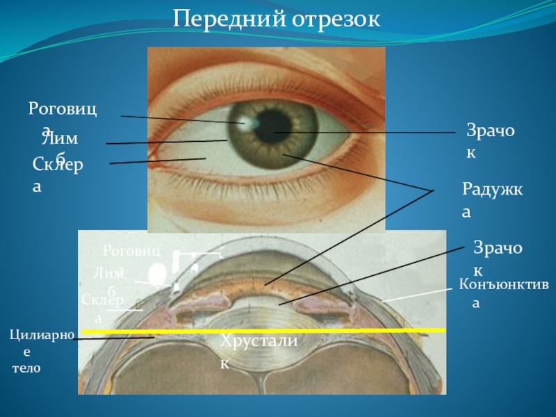 Роговица глаза строение картинки