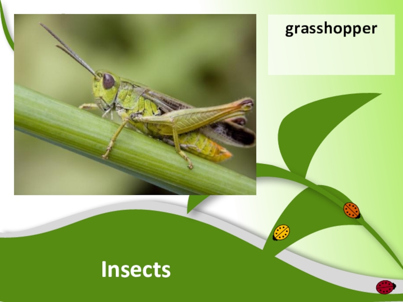 Насекомые презентация пименов