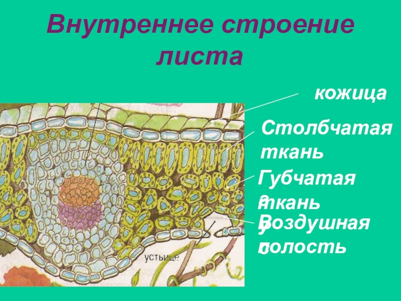 Губчатая ткань рисунок