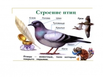 Презентация по биологии на тему:Класс Птиц.