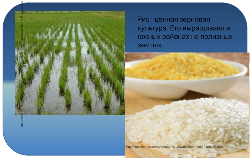Какие зерновые культуры выращивали в россии. Рис злаковая культура. Зерновые культуры рис. Рис растет. Рис выращивают.