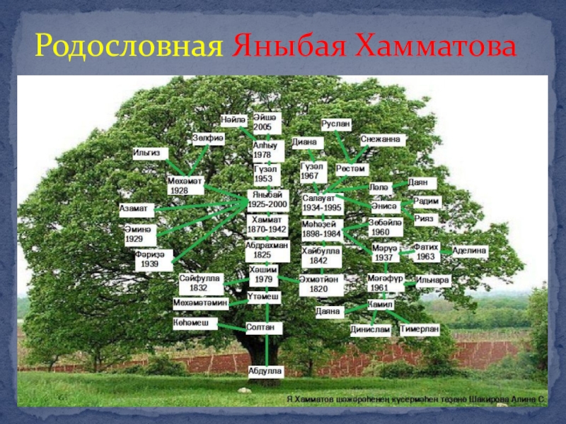 Башкирские рода список шежере 3 аксуваша. Родословная дерево Шежере. Башкирская родословная Шежере. Шежере родословная на башкирском языке. Генеалогическое Древо Салавата Юлаева.