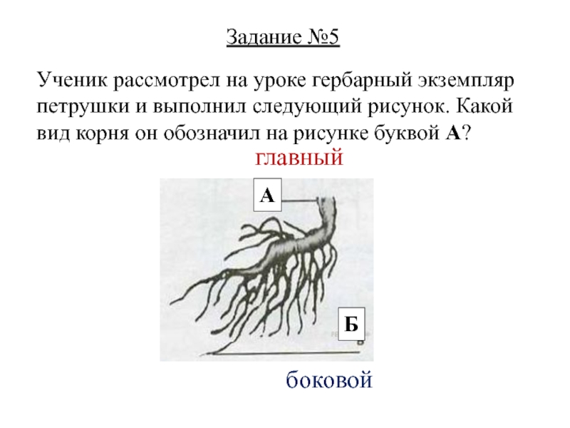 Проверочная корни по биологии. Виды корней задание. Рассмотрите изображение корня и выполните задания. Типы корней биология 5 класс. Рассмотрите изображение корневой системы и выполните задания.