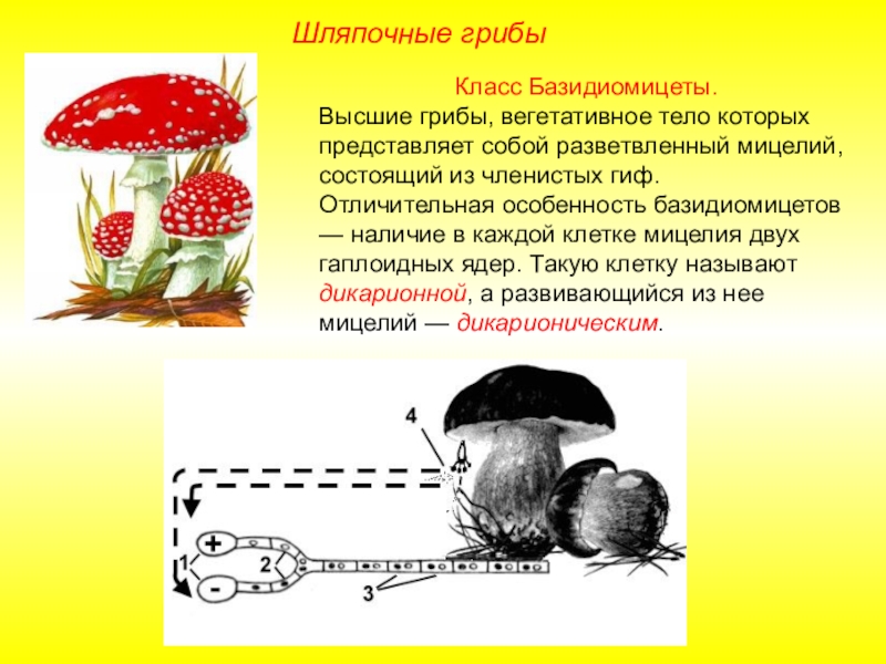 Клетки шляпочных грибов. Размножение базидиальных грибов. Жизненный цикл грибов базидиомицетов. Строение базидиального гриба. Строение отдела Базидиомикота.
