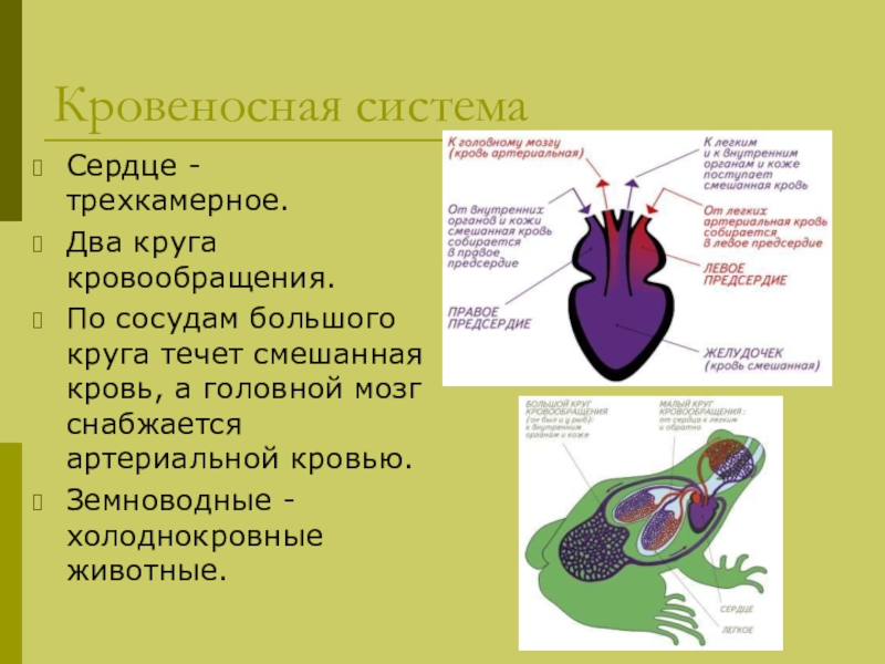 В желудочке земноводных находится кровь. Два круга кровообращения у амфибий. Два круга кровообращения у земноводных. Круги кровообращения амфибий. Кровеносная система амфибий.