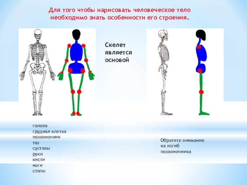 Презентация 7 класс пропорции и строение фигуры человека изо 7 класс