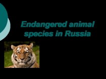 Презентация по английскому языку на тему Endangered animal species in Russia (9 класс)