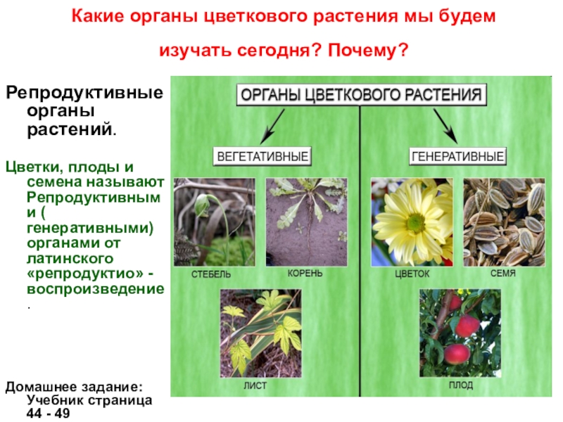 Функции органов цветкового. Вегетативные и репродуктивные органы растений. Органы цветковых растений. Репродуктивные органы цветковых растений. Репродуктивные органы растений цветок.