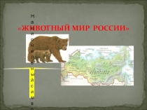 Презентация Животный мир России