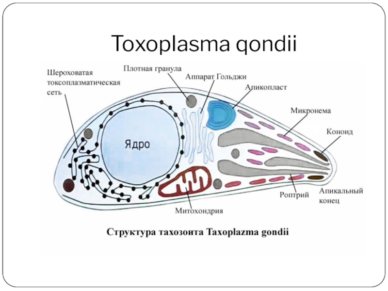 Токсоплазма строение рисунок