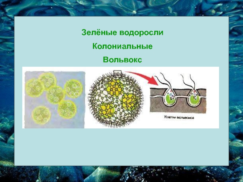 Колониальные водоросли. Колониальные водоросли вольвокс. Зеленые водоросли вольвокс. Колониальные водоросли вольвокс строение. Колониальные водоросли размножение.