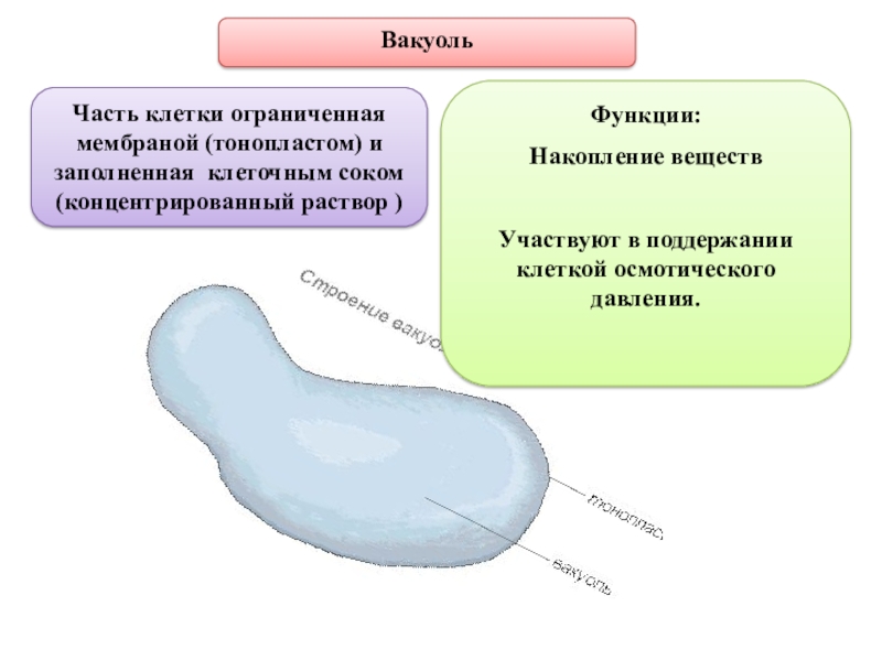 Вакуоль деление клеток