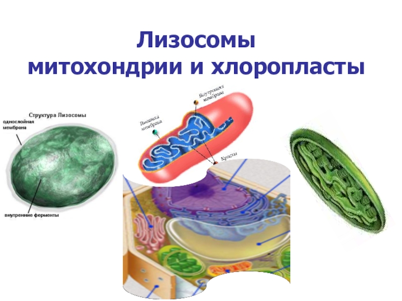 Хлоропласты ядро митохондрии лизосомы