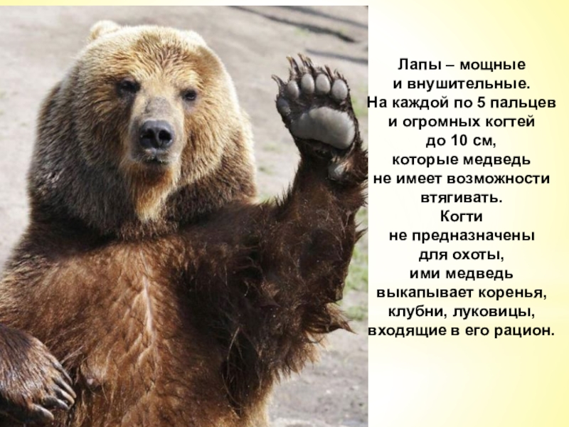 Почему медведь косолапый. Почему медведя называют косолапый. Почему мишка косолапый. Почему медведи умирают
