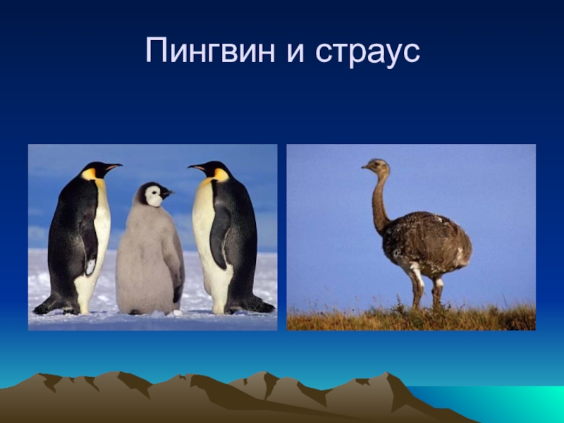 кто умеет летать из животных. картинки страуса и пингвина. какое животное лишнее пингвин страус голубь летучая мышь. картинки страуса и пингвина. нелетающие птицы нелетающие птицы.